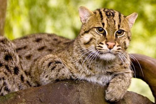 Fishing Cat Spotted in Greater Noida Causes Panic Among Residents