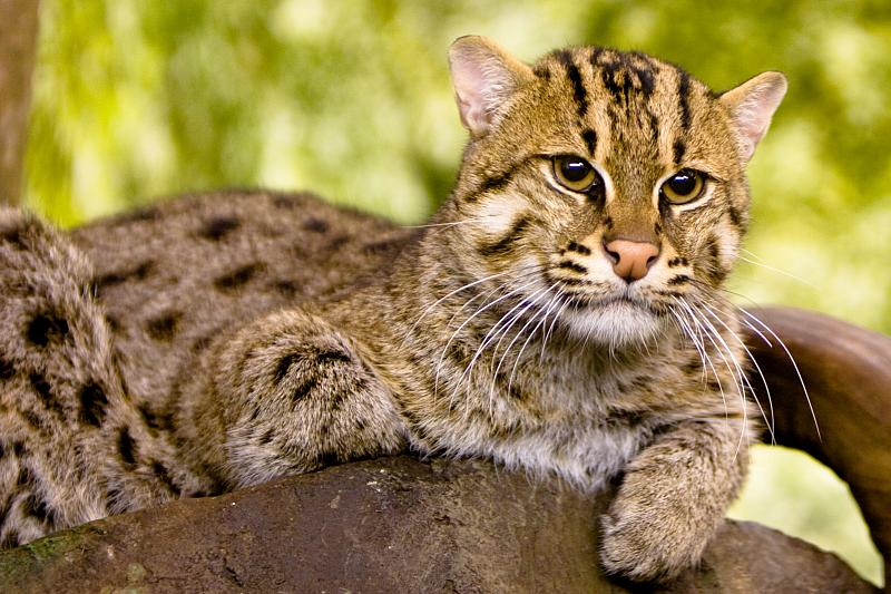 Fishing Cat Spotted in Greater Noida Causes Panic Among Residents