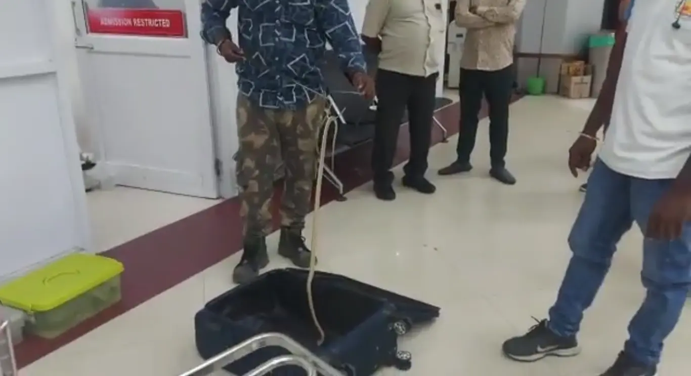 Woman Arrested in Chennai with 22 Snakes and a Chameleon in Checked-In Luggage