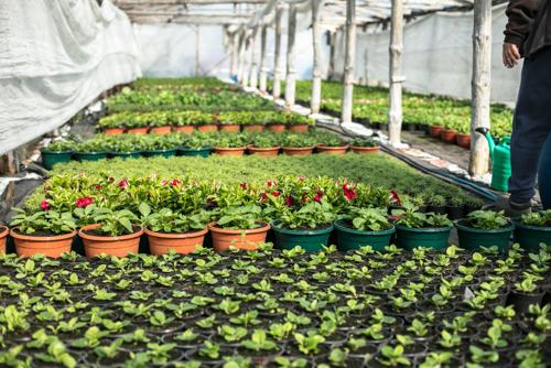 Bhimtal Nursery - Plant Nursery in Bhimtal
