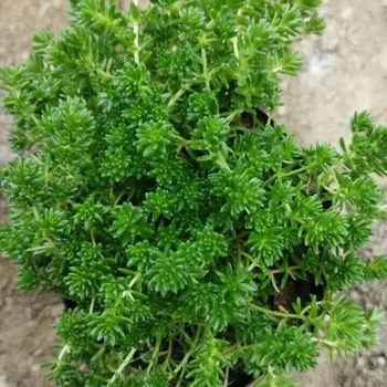 Bhimtal Nursery - Plant Nursery in Bhimtal
