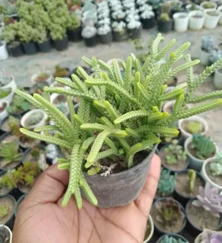 Bhimtal Nursery - Plant Nursery in Bhimtal