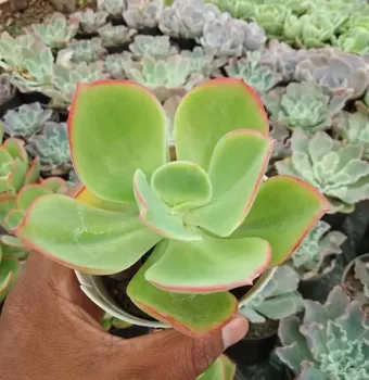 Bhimtal Nursery - Plant Nursery in Bhimtal