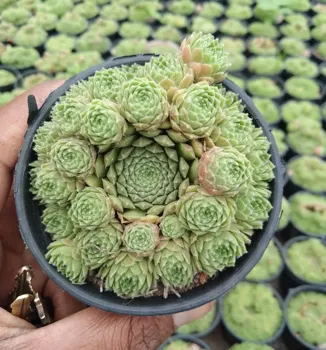 Bhimtal Nursery - Plant Nursery in Bhimtal