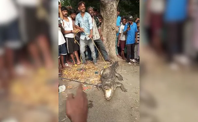 Crocodile Found in Uttar Pradesh Housing Society: Residents Left Stunned, Officials Step In