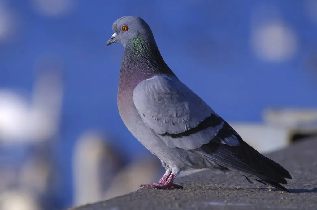Bengaluru Man Arrested for Using Pigeons to Locate Locked Houses in 50 Robberies 