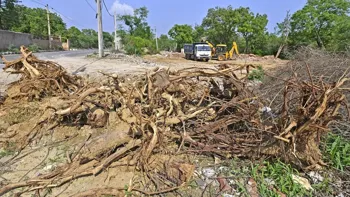 VK Saxena Addresses Responsibility for Illegal Tree Felling in Delhi Ridge