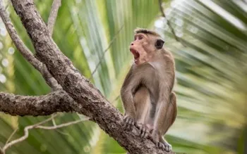 Class 10 Girl Fatally Pushed Off Rooftop by Monkey in Bihar