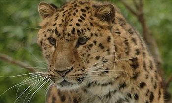 Leopard Sighting Sparks Fear in Village as Forest Team Steps Up Patrol