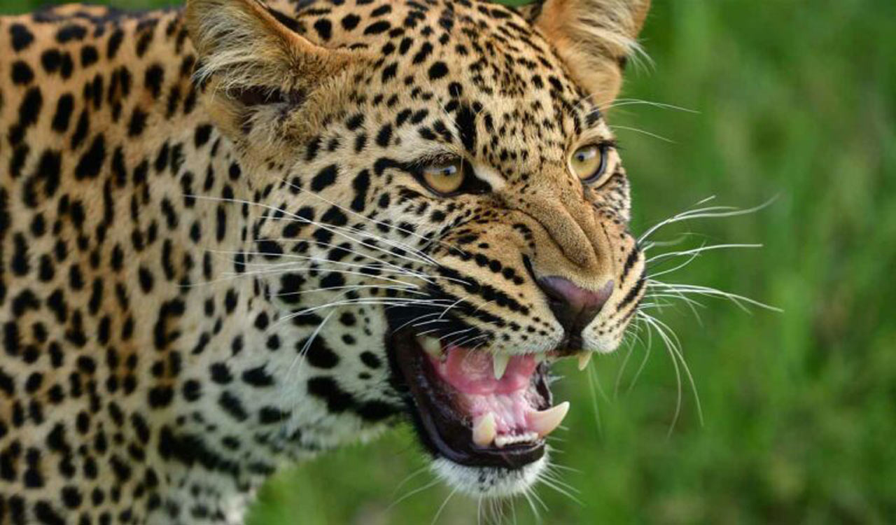 Leopard Sighting Sparks Fear in Village as Forest Team Steps Up Patrol