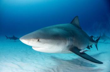 Man Swims 60 Miles Around Martha’s Vineyard to Raise Global Awareness for Shark Conservation