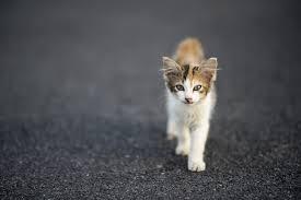 San Diego Humane Society Revamps Stray Cat Policy After Legal Battle Over Community Cats