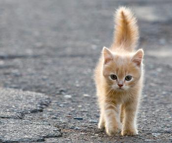 San Diego Humane Society Revamps Stray Cat Policy After Legal Battle Over Community Cats