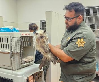 Long Beach Woman Arrested After Over 130 Cats Found in U-Haul Amid Extreme Heat in Central California