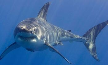 Shark Sightings Near Shore Temporarily Close Queens Beaches on Fourth of July