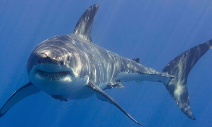 Shark Sightings Near Shore Temporarily Close Queens Beaches on Fourth of July