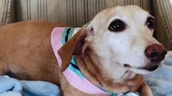 Blind Logan Square Man Searches Day and Night for Missing Service Dog After Attempted Theft