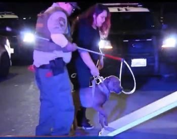 Man Killed in Brutal Dog Attack at Lancaster Home