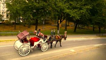 Carriage Driver Acquitted in Horse Collapse Animal Cruelty Case
