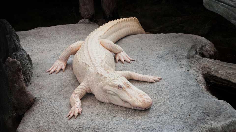 California Academy’s Albino Alligator Claude Dies at 30