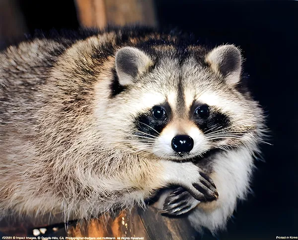 Kansas Resident Urges Lawmakers to Legalize Raccoons as Pets