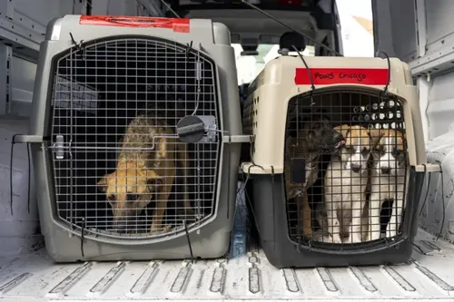 PAWS Chicago Receives 41 California Dogs After Los Angeles Pet Seizure Strains Shelters