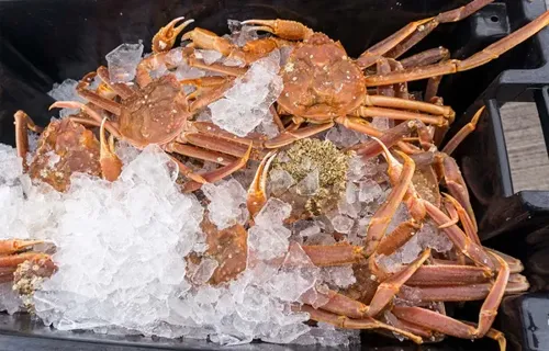 Snow Crab Processing Halted in Newfoundland and Labrador Amid Price Dispute