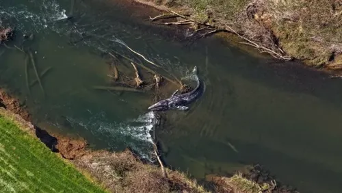 Juvenile Gray Whale Found Dead After Swimming Up Willapa River Amid Pacific Population Decline