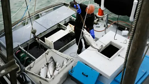 California Coast Set to Reopen for Commercial Salmon Fishing After Three-Year Ban