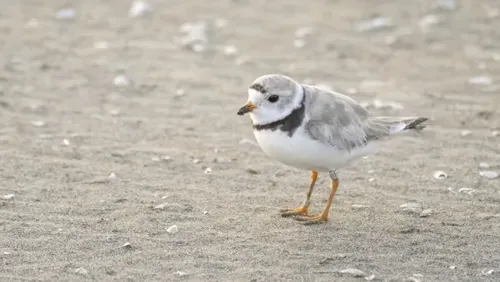 Endangered Piping Plover Pippin Returns to Chicago's Montrose Beach After Injury