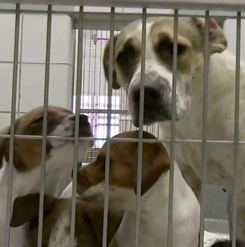 San Antonio Animal Care Services Seize 11 Dogs From West Side Home Amid Neglect Allegations