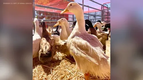Hundreds of Ducks Quickly Rehomed After Riverside County Animal Rescue