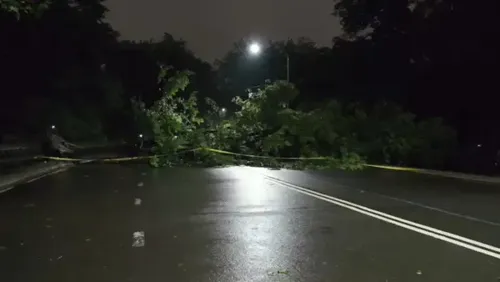 Saturated Soil Topples Trees Across New York and New Jersey, Damaging Homes and Vehicles