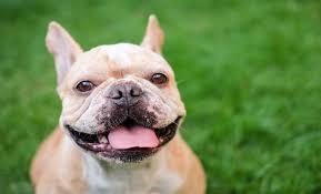 Phoenix Enacts Stricter Regulations on Tying Up Dogs to Enhance Animal Welfare