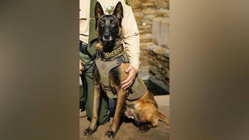 Fresno County K-9 Dies After Being Struck in Hit-and-Run Incident