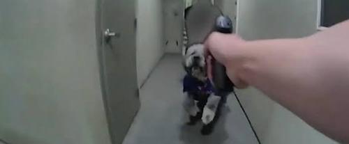 LAPD Officer's Identity Withheld Following Fatal Dog Shooting in Canoga Park