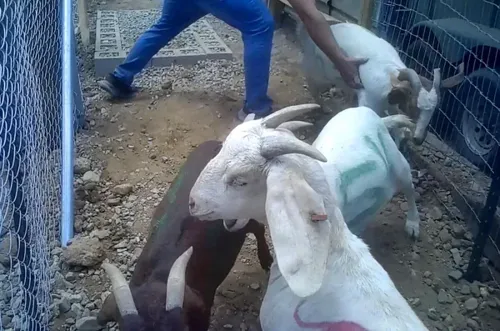 Controversy Hits Shahnawaz Ranch in Riverside County Over Allegations of Inhumane Slaughter Practices