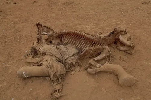 Investigation Underway After 15 Elephants Die in Amboseli National Park from Suspected Cyanide Poisoning