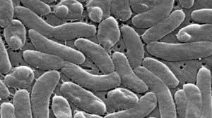 Five Dead, Four Hospitalized in Louisiana Due to Flesh-Eating Bacteria Outbreak