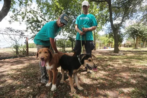 Corpus Christi Animal Adoptions Strained by Texas Screwworm Restrictions