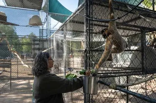 Gibbon Conservation Center in Santa Clarita Marks 50 Years of Primate Care