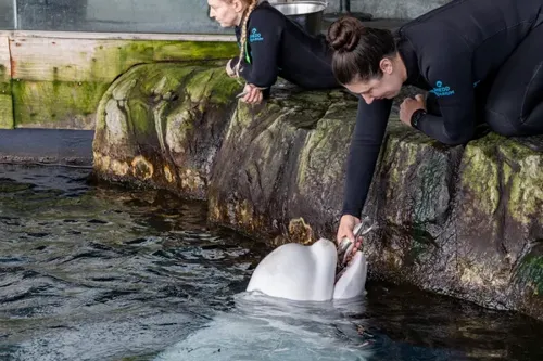 Beluga Whale Peekachu Dies at Chicago’s Shedd Aquarium After Marineland Transfer