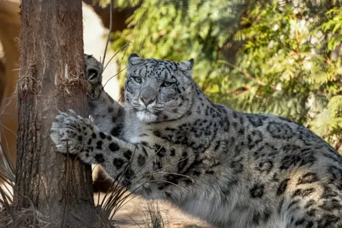 Lincoln Park Zoo Mourns Death of Snow Leopard Ozzy in Chicago
