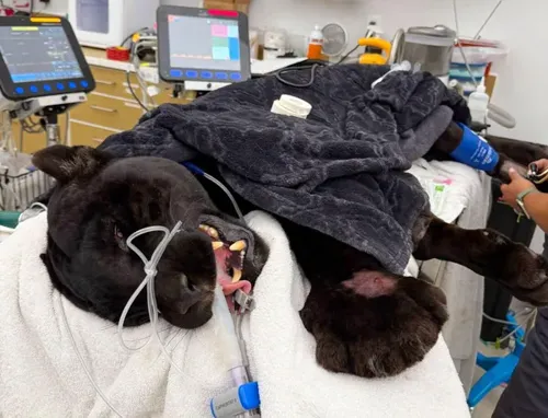 Rattlesnake Bite Kills Black Jaguar Samba at Dunlap Cat Sanctuary