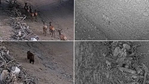 CDOT Study Reveals 85% Drop in Wildlife-Vehicle Collisions Following Interstate 70 Underpass Construction
